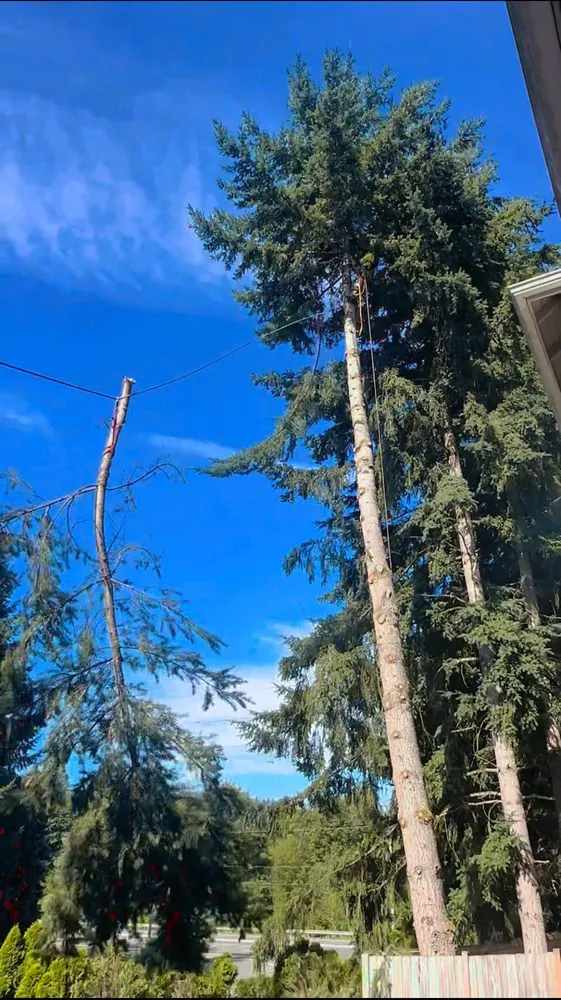 Trusted lawn care service in Bellevue, WA - Diego's Landscaping & tree service