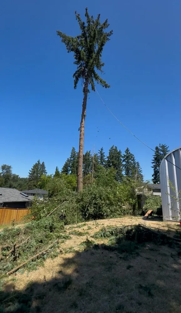 Top-rated landscape design for beautiful yards across Bellevue, WA - Diego's Landscaping & tree service