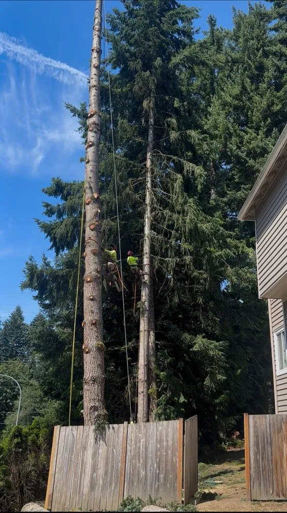 Reliable outdoor landscaping for homes across Bellevue, WA - Diego's Landscaping & tree service