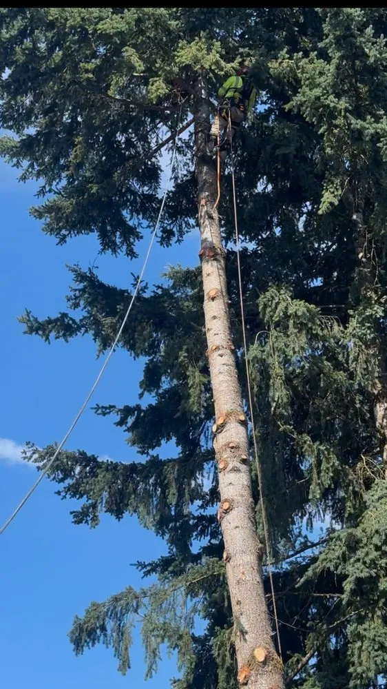 Local garden landscaping for year-round maintenance in Bellevue, WA by Diego's Landscaping & tree service