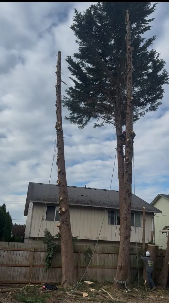 Expert landscape installation experts serving Bellevue, WA - Diego's Landscaping & tree service