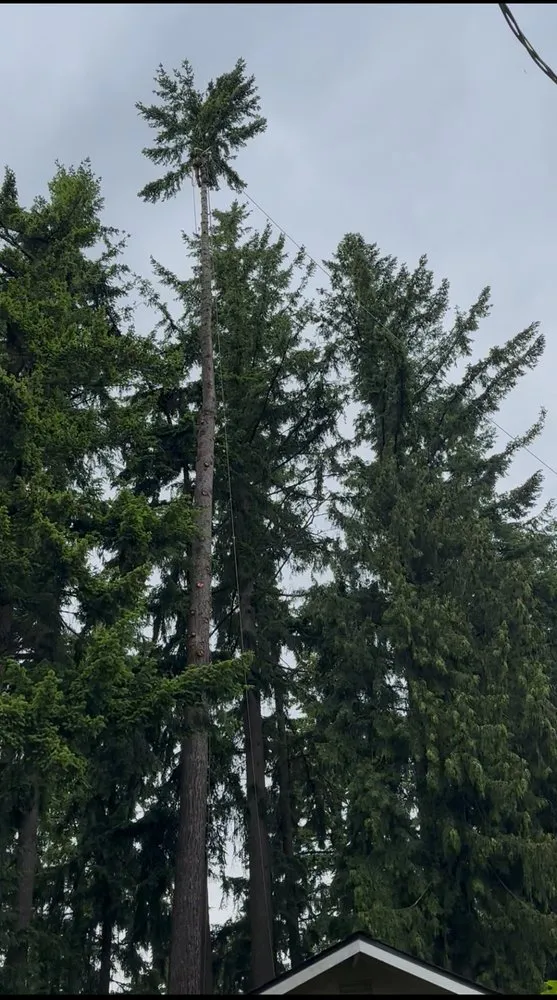 Custom landscape installation near you in Bellevue, WA by Diego's Landscaping & tree service