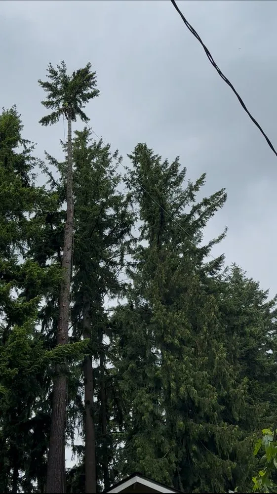 Local outdoor landscaping in Bellevue, WA by Diego's Landscaping & tree service