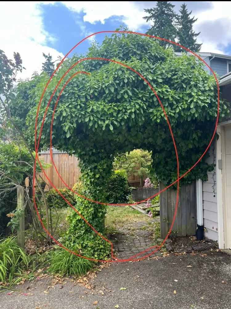 Trusted landscaping services in Bellevue, WA - Diego's Landscaping & tree service