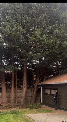 Diego's Landscaping & tree service