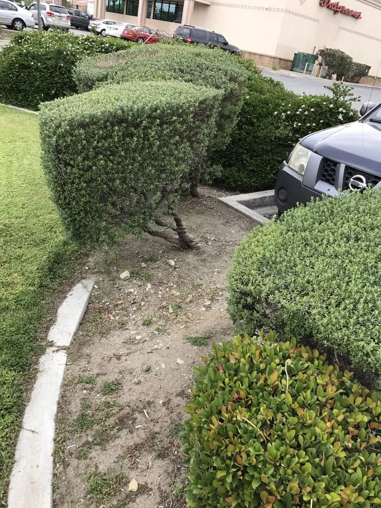 Professional landscape installation experts serving Fontana, CA - Diego's Landscaping