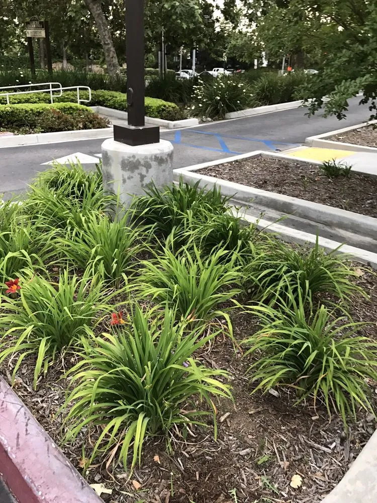 Expert lawn mowing service in Fontana, CA - Diego's Landscaping