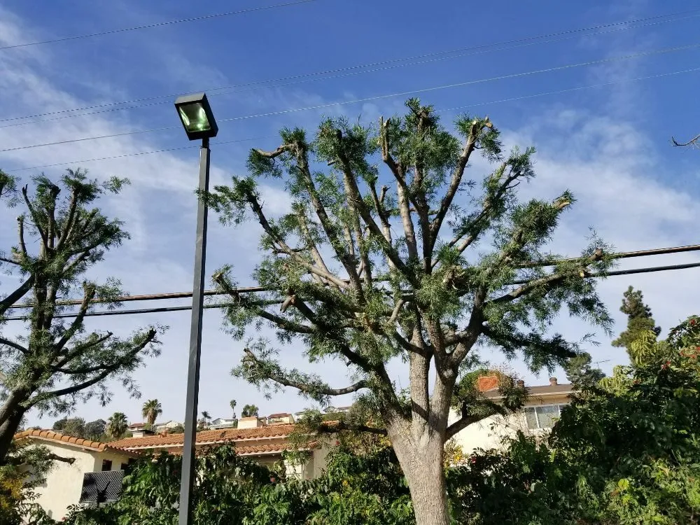 Custom yard maintenance in Fontana, CA - Diego's Landscaping