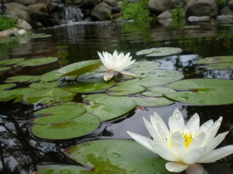 Custom yard maintenance in Roseville, MI by Diegos Landscaping LLC