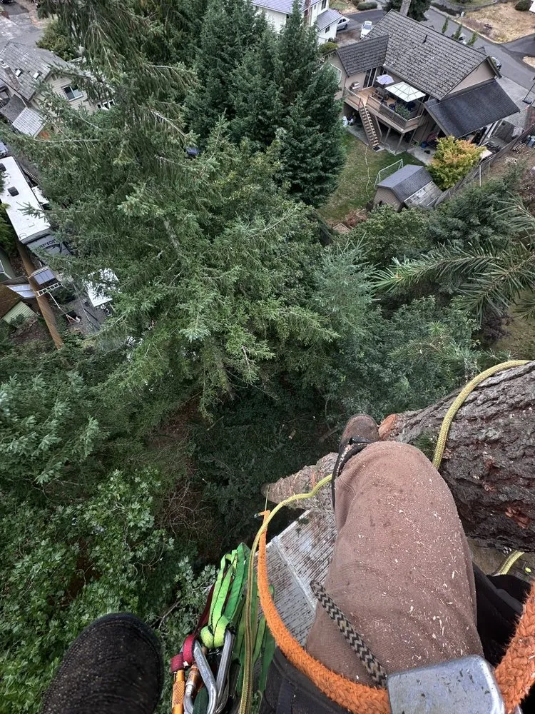 Custom yard maintenance for year-round maintenance in Belfair, WA by Dieguez Tree Services & Landscaping