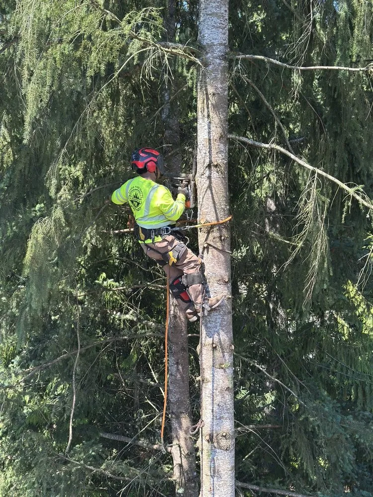 Professional lawn mowing service in Belfair, WA by Dieguez Tree Services & Landscaping