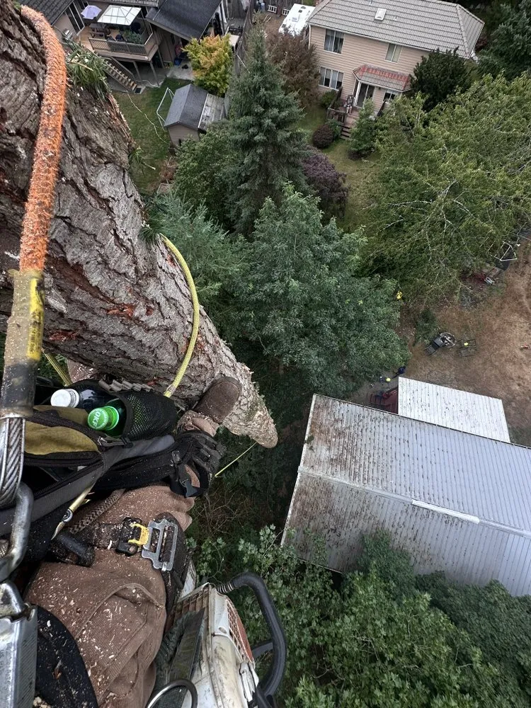 Reliable outdoor landscaping in Belfair, WA - Dieguez Tree Services & Landscaping