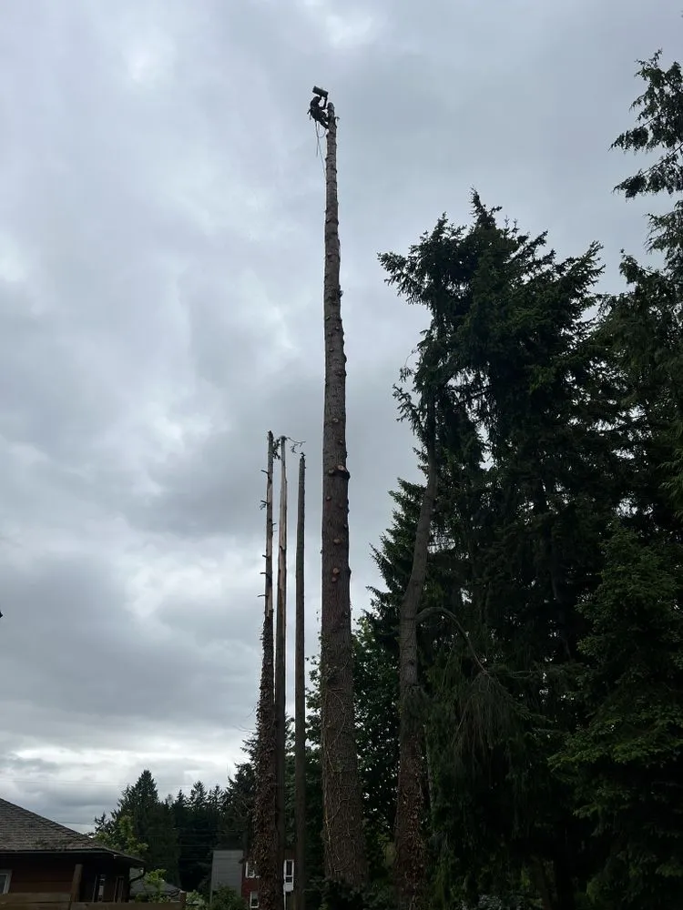 Local yard cleanup service near you in Belfair, WA by Dieguez Tree Services & Landscaping