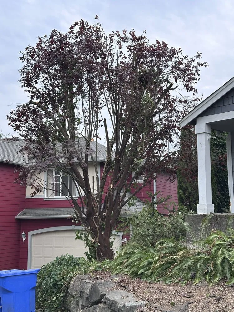 Local landscaping services for year-round maintenance in Belfair, WA by Dieguez Tree Services & Landscaping