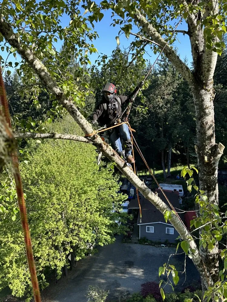 Reliable landscape installation for year-round maintenance in Belfair, WA by Dieguez Tree Services & Landscaping