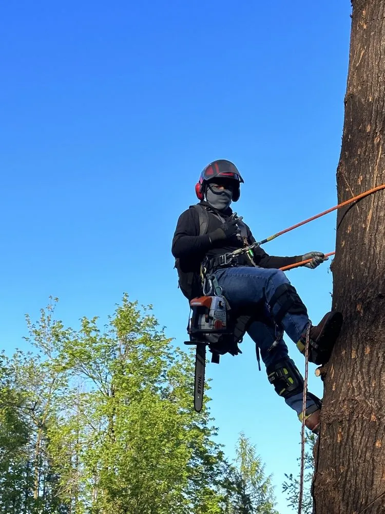 Reliable yard cleanup service for outdoor upgrades in Belfair, WA by Dieguez Tree Services & Landscaping