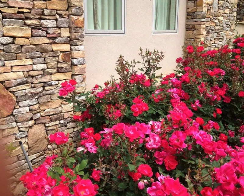 Local yard maintenance for residential properties across Pensacola, FL - Diesel's Lawn Care