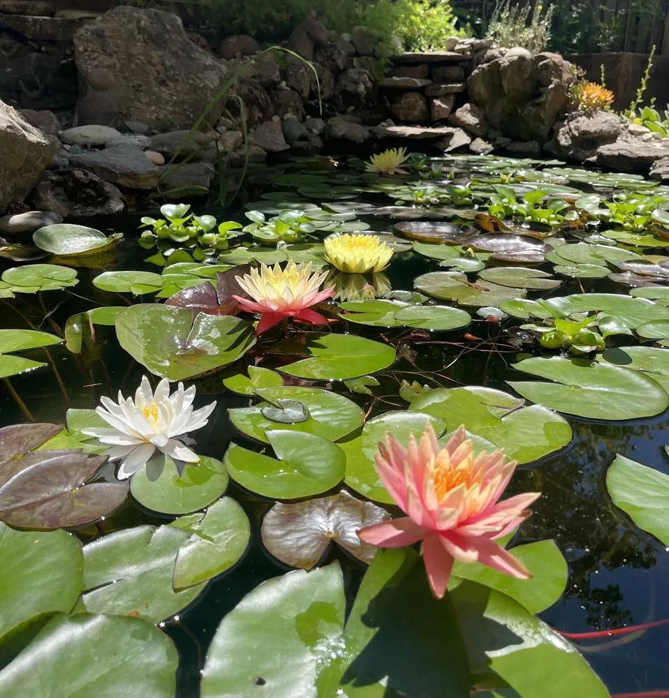 Top-rated landscaping services experts serving Nantucket, MA - Dietter's Water Gardens