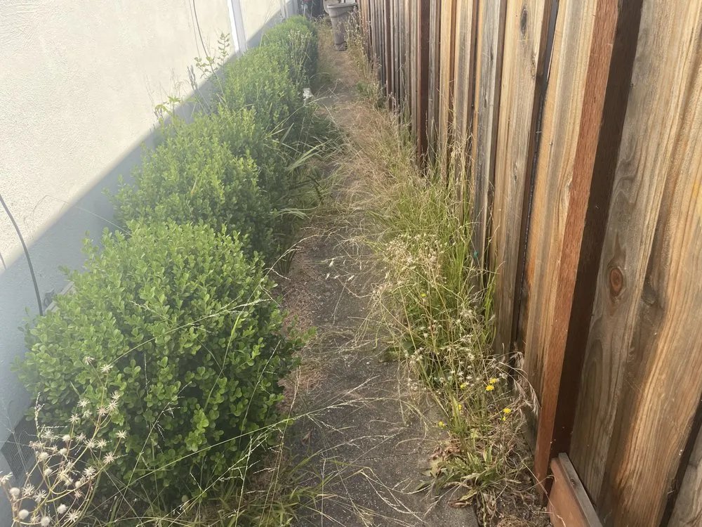 Reliable landscaping services in San Jose, CA - Difference Mowing