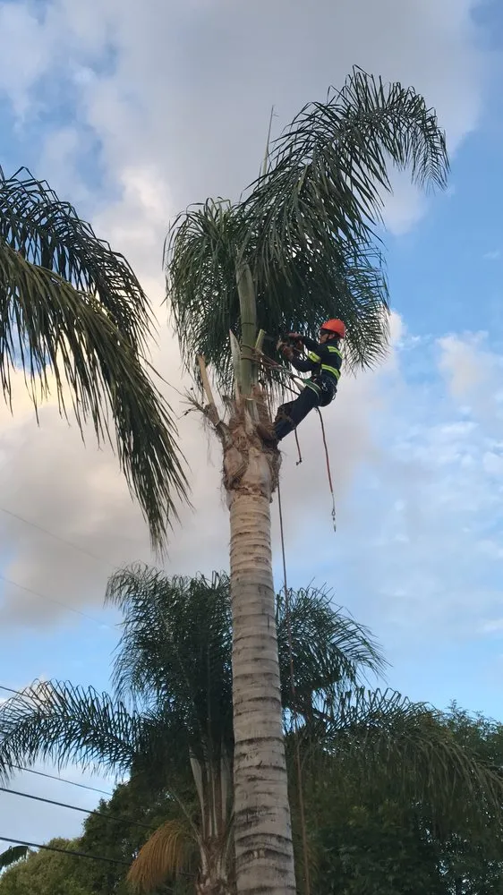Expert landscape installation in Buena Park, CA by Different Land&tree Works