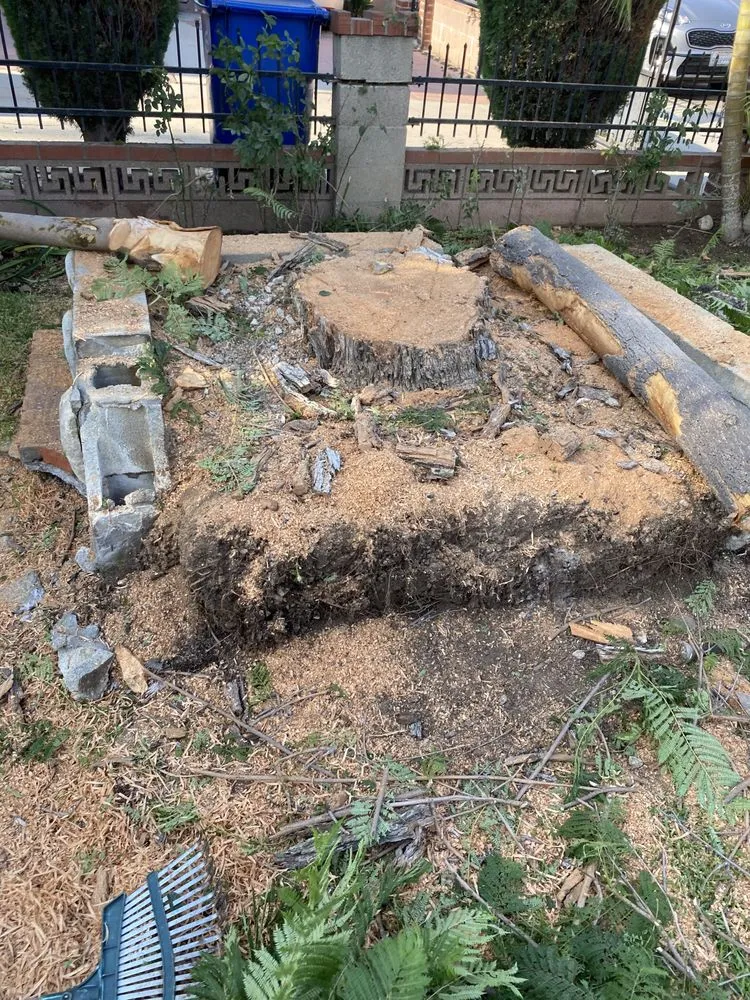 Top-rated yard cleanup service for residential properties in Buena Park, CA by Different Land&tree Works