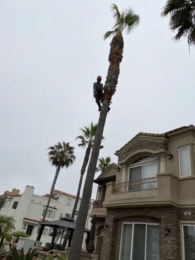 Custom landscape installation for homes across Buena Park, CA - Different Land&tree Works