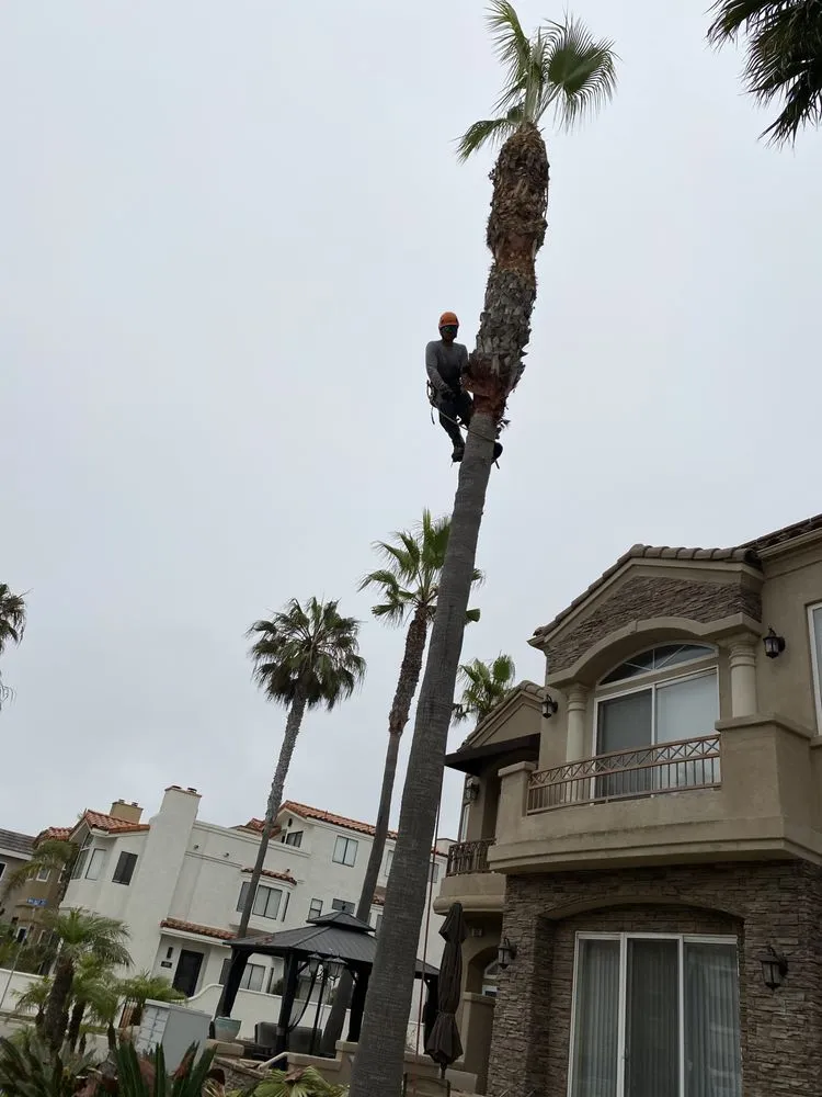 Custom landscape installation for outdoor upgrades in Buena Park, CA by Different Land&tree Works