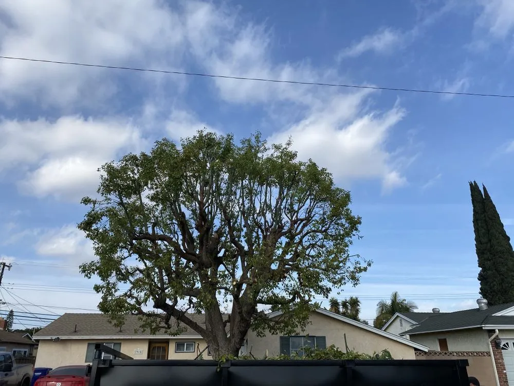 Custom lawn mowing service experts serving Buena Park, CA - Different Land&tree Works