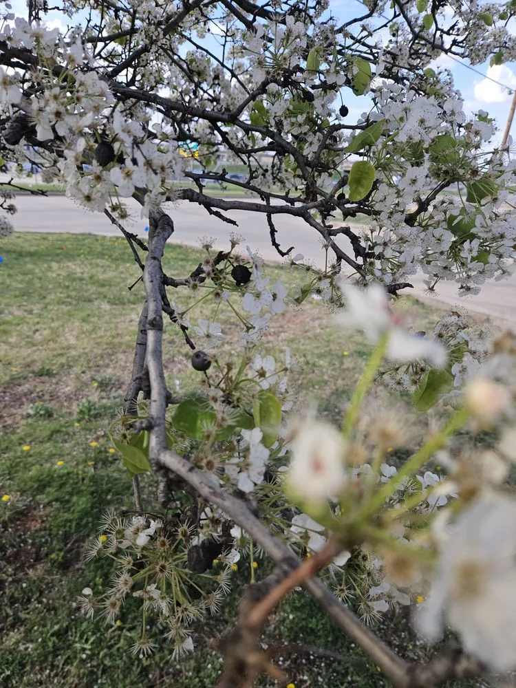 Reliable landscape installation in Oklahoma City, OK by Different Perspective Lawncare