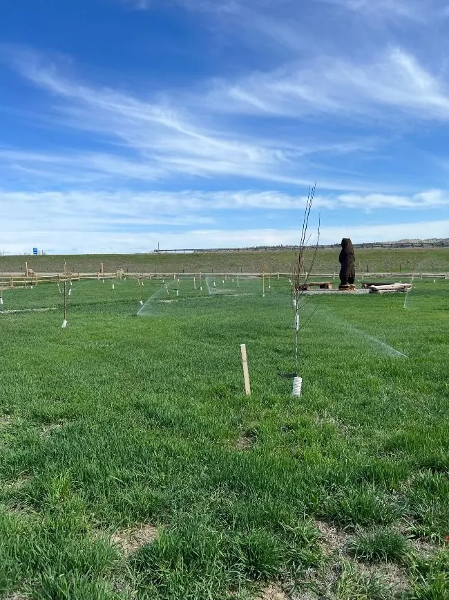 Affordable garden landscaping with custom design in Big Timber, MT by Diffley's Irrigation