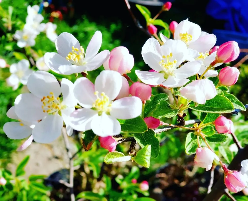 Professional landscaping services in Medford, OR by Dig My Garden Landscape & Design