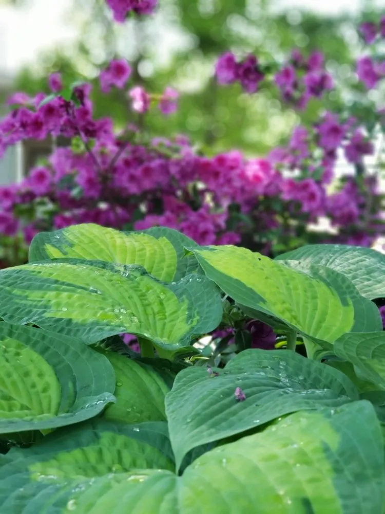 Local outdoor landscaping in Medford, OR by Dig My Garden Landscape & Design