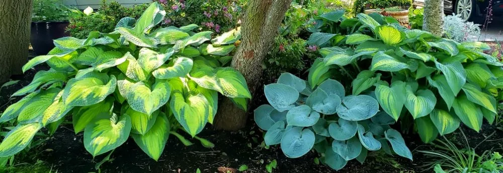 Reliable outdoor landscaping for residential properties across Medford, OR - Dig My Garden Landscape & Design