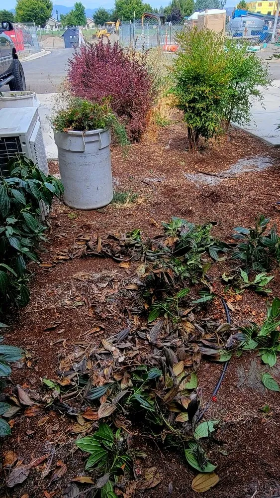 Affordable lawn mowing service for residential properties in Medford, OR by Dig My Garden Landscape & Design