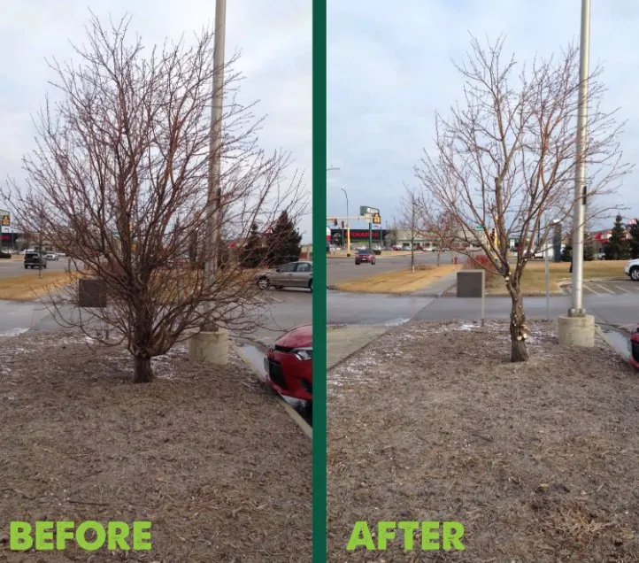 Trusted lawn mowing service in San Antonio, TX by Dig That Tree Service