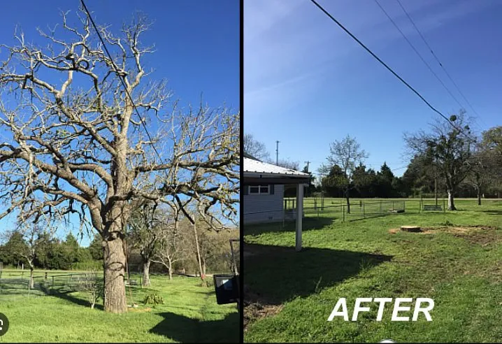 Professional lawn care service for year-round maintenance across San Antonio, TX - Dig That Tree Service