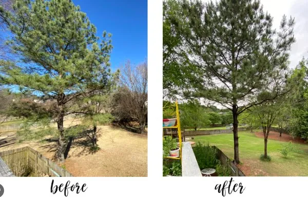 Dig That Tree Service Logo