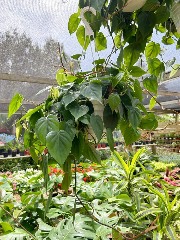 Professional yard cleanup service with custom design across Vero Beach, FL - Digg Gardens