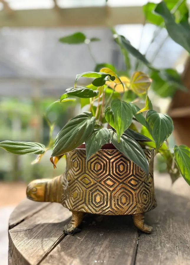 Local landscaping services experts serving Vero Beach, FL - Digg Gardens