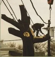 Reliable landscaping services for beautiful yards across Bordentown, NJ - Diggers Tree Service