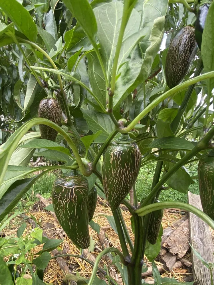 Affordable garden landscaping in Barrington, RI by Digging Education