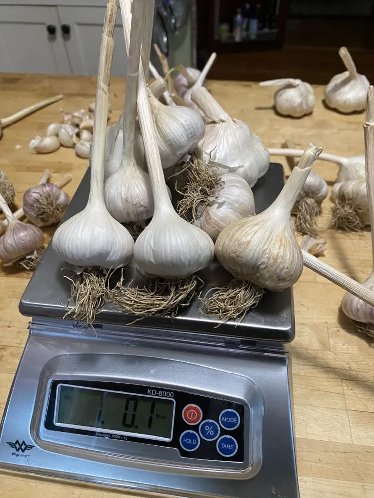 Professional landscaping services with custom design across Barrington, RI - Digging Education