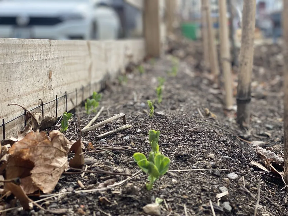 Trusted lawn care service in Barrington, RI - Digging Education