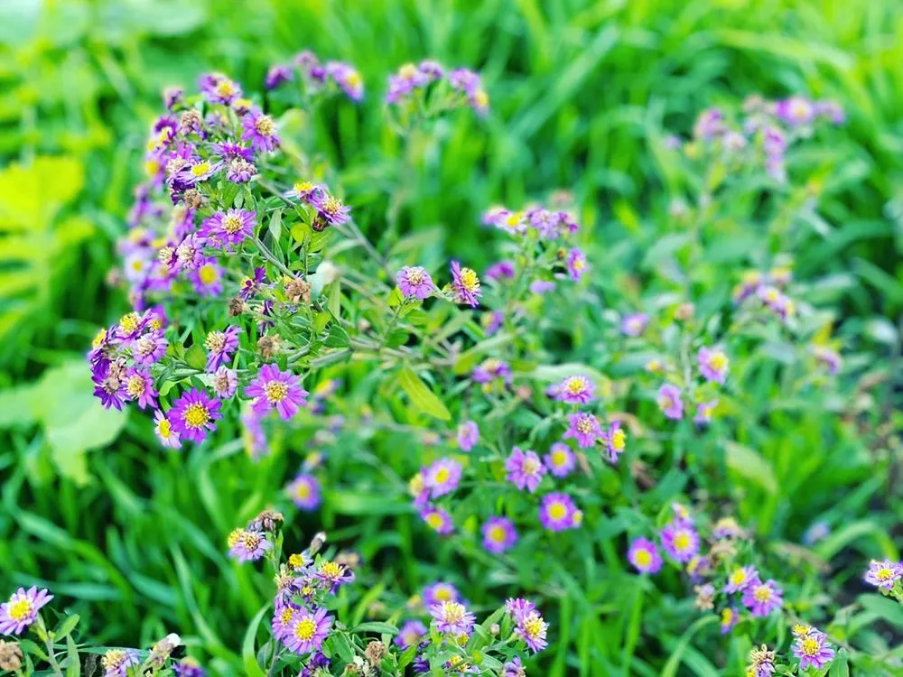 Expert garden landscaping experts serving Barrington, RI - Digging Education