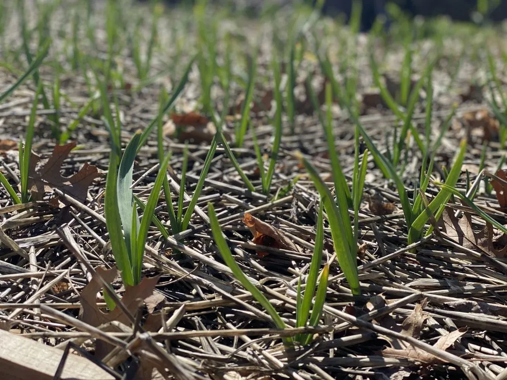 Professional landscaping services in Barrington, RI - Digging Education