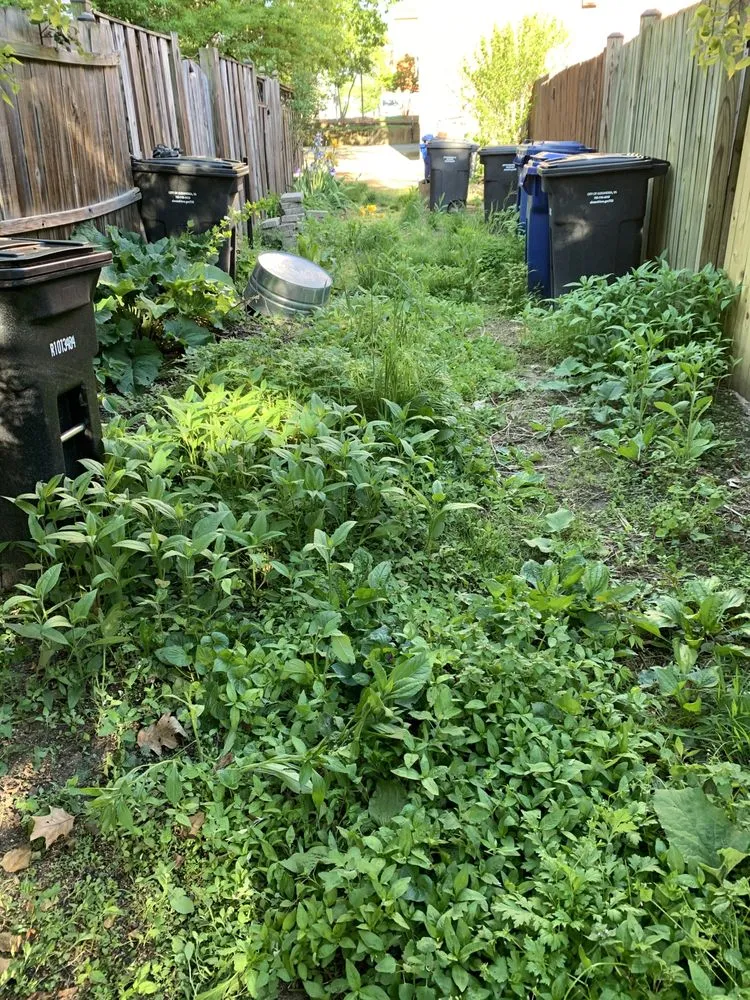 Expert yard maintenance for beautiful yards across Rockville, MD - DILF Services