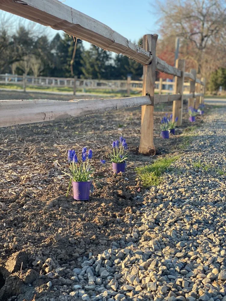 Custom lawn mowing service experts serving Salem, OR - Diligence Landscape