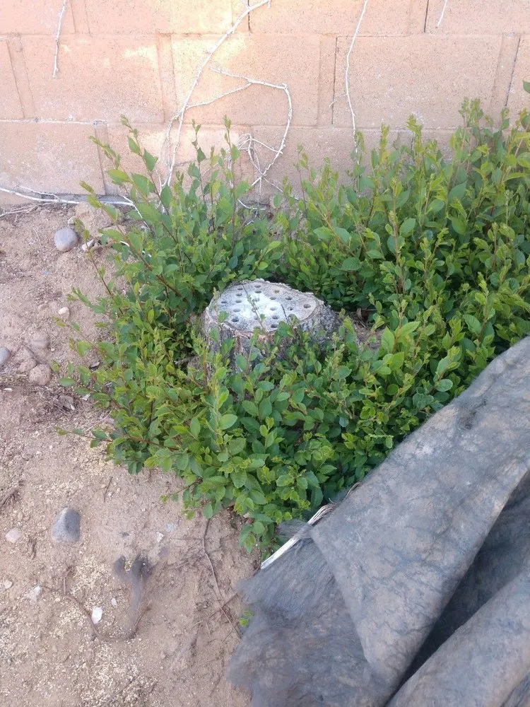 Local yard cleanup service near you in Lancaster, CA by Diligent Land Care