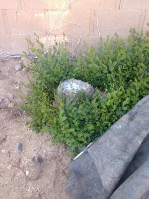 Diligent Land Care Logo