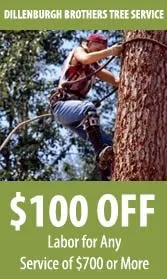 Trusted outdoor landscaping with custom design in Auburn, NY by Dillenburgh Brothers Tree Service & Landscape